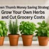 Green Thumb Money Saving Strategy: Grow Your Own Herbs and Cut Grocery Costs 5
